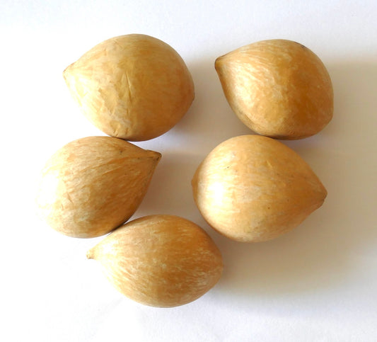 Cycas rumphii seeds with smooth, tan, teardrop-shaped outer shells on white background