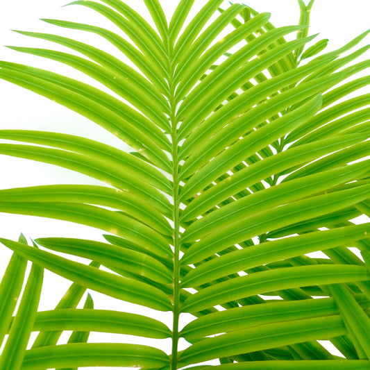 Cycas silvestris vibrant green pinnate leaves with smooth texture and symmetrical arrangement