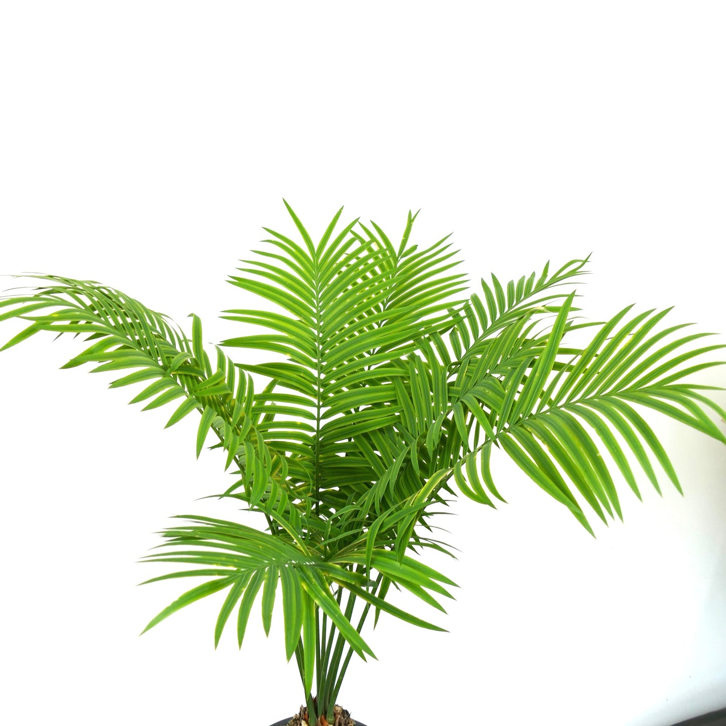 Cycas silvestris lush green tropical palm with long slender pinnate leaves