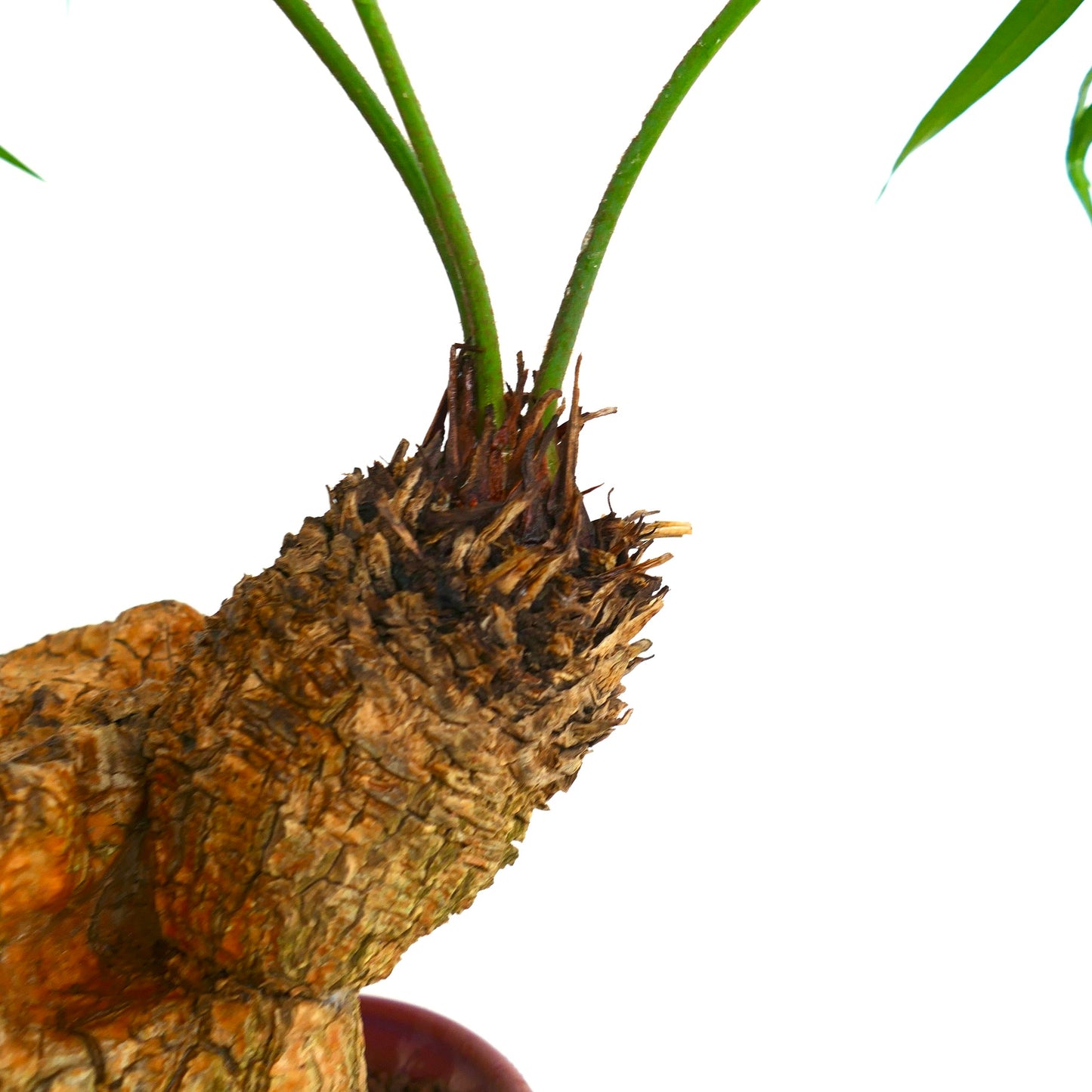 Cycas tropophylla (Ha Long Bay)