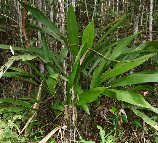 Cyclanthus bipartitus lush green tropical foliage with long broad leaves in forest undergrowth