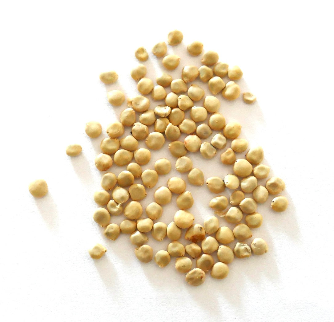 Graines de Cylindropuntia spinosior dispersées sur fond blanc pour la propagation du cactus