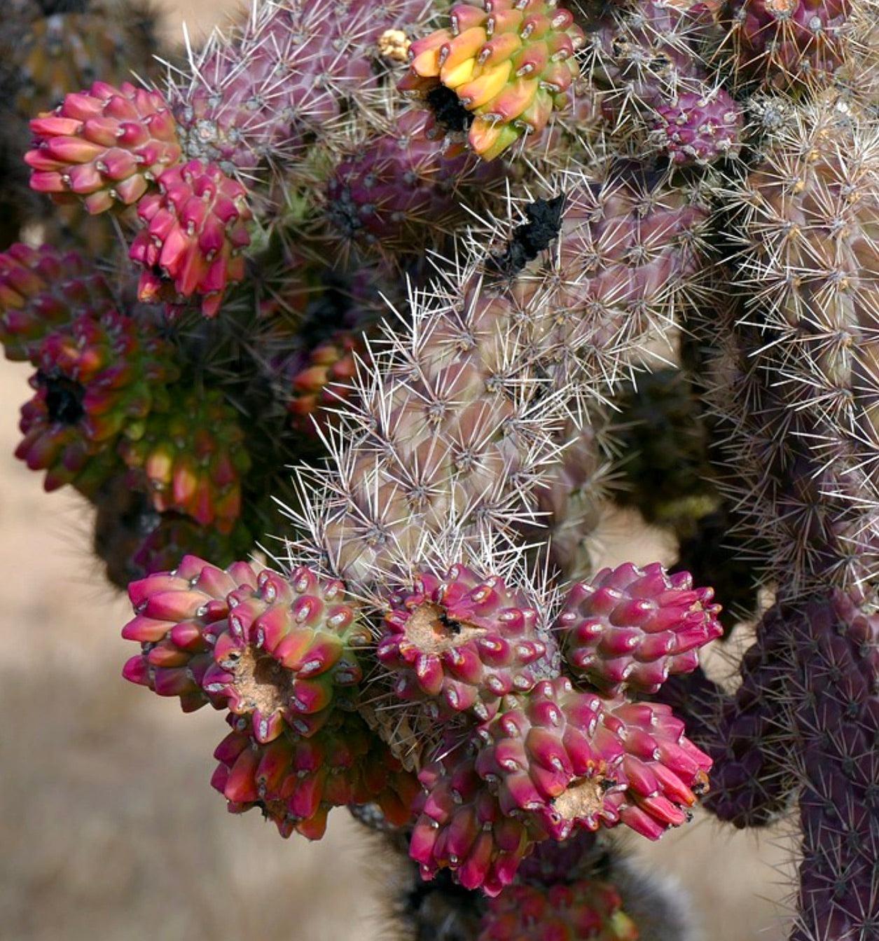 Cylindropuntia thurberi subsp. versicolor-kaktus med tette torner og livlige, røde fruktklynger