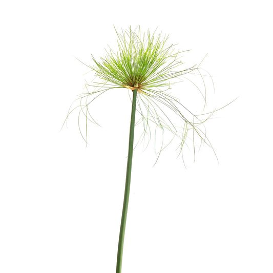 Cyperus papyrus tall green stem with delicate feathery umbrella-like foliage