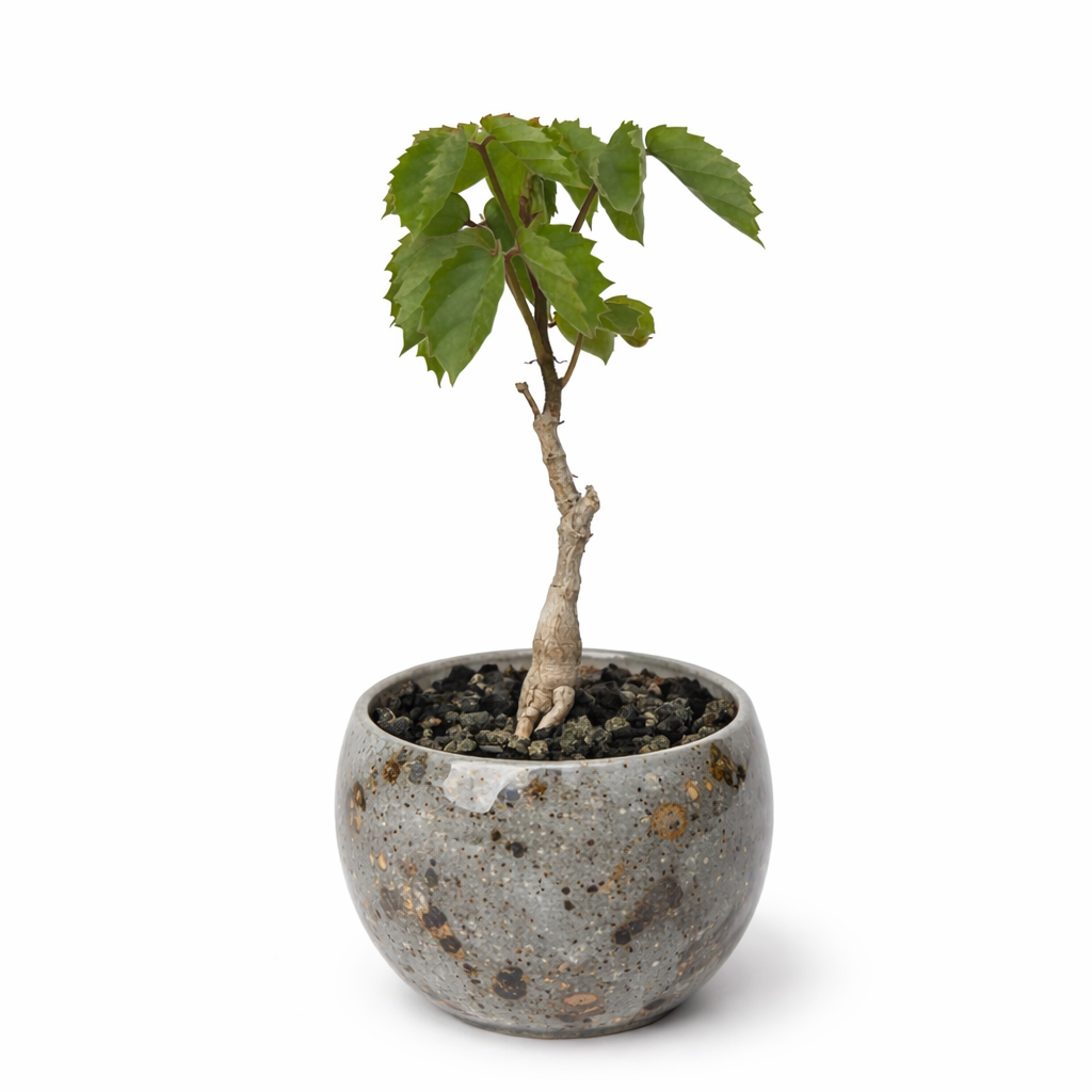 Petite plante succulente Cyphostemma adenocaule avec tige épaisse et feuilles vertes dentelées dans un pot en céramique