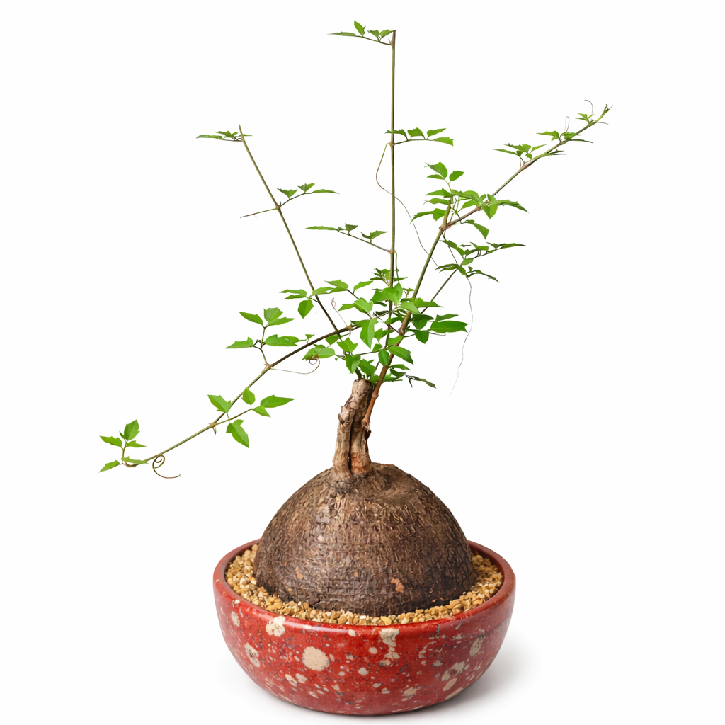 Cyphostemma elephantopus zeldzame caudiciforme vetplant met groene bladeren in decoratieve pot