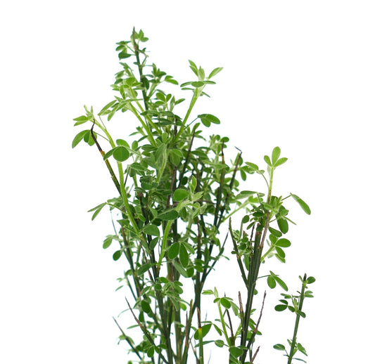 Cytisus scoparius var. scoparius slender green stems with small oval leaves