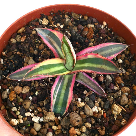 Agave lophantha "quadricolor" purple clone GTT07