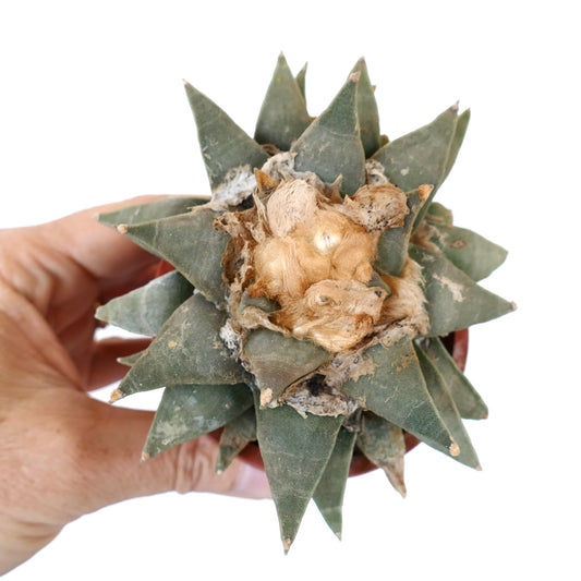 Ariocarpus retusus succulent cactus with thick green triangular tubercles and woolly center
