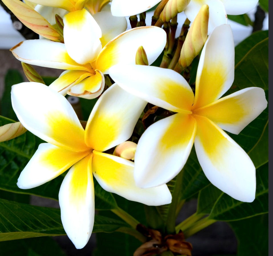 Plumeria alba cv YELLOW DIAMOND fragrant tropical flowers with white and yellow petals