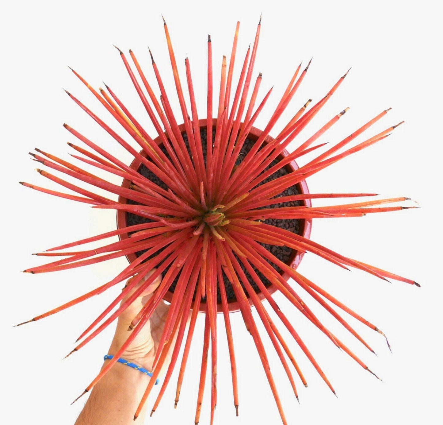 Agave striata succulent with long slender red leaves and sharp black tips in pot