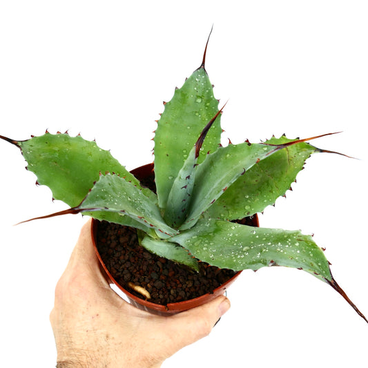 Agave f3 HYBRID succulent with broad green leaves and prominent reddish spines in pot