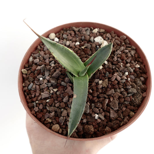 Succulenta Agave asperrima subsp. potosiensis con foglie verdi spesse e spine appuntite in vaso