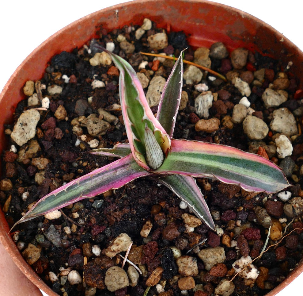 Agave lophantha "quadricolor" purple clone 11P