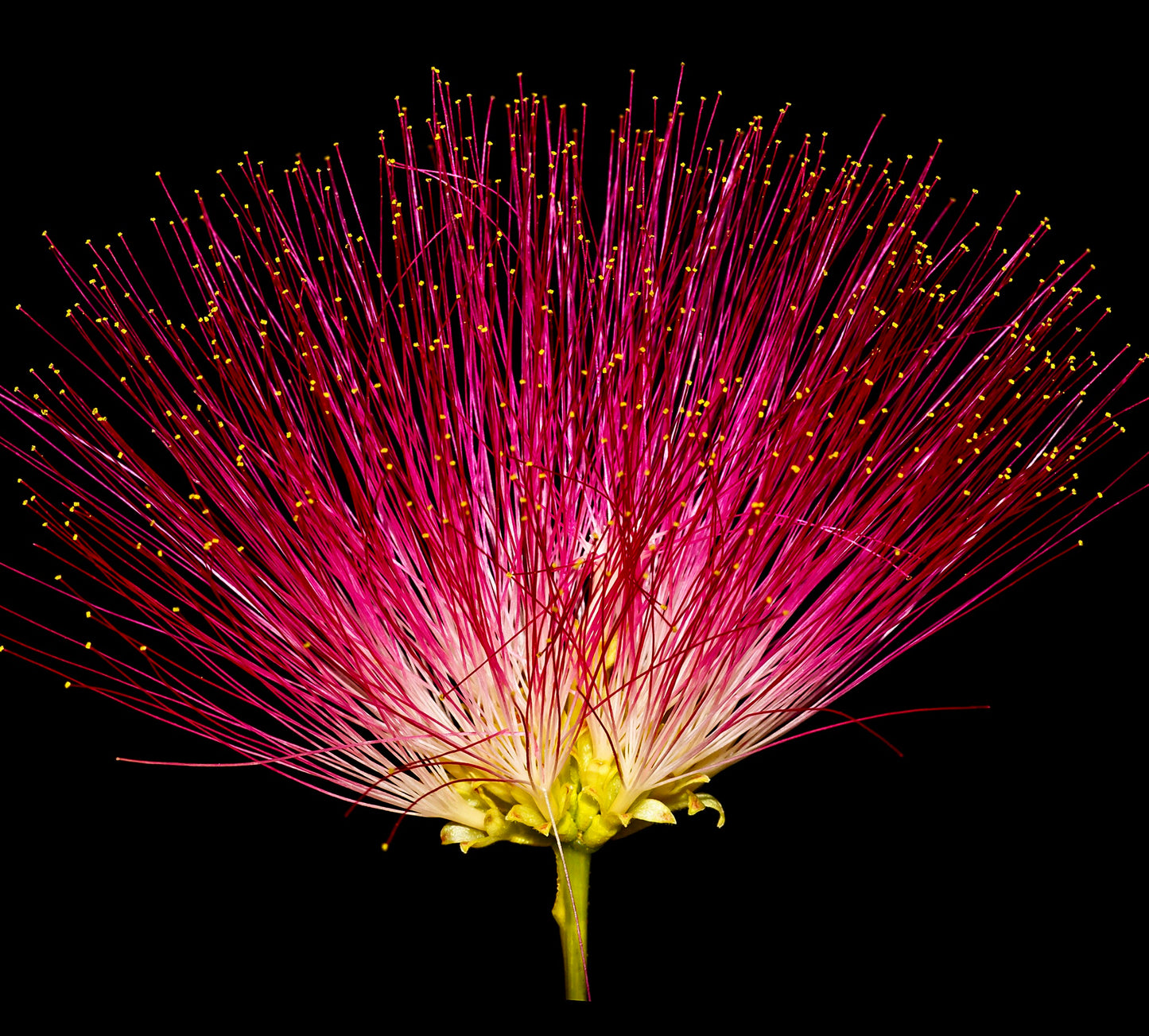 Albizia julibrissin cv "Dark Pink Flower" vibrant pink stamens with yellow tips on delicate flower head