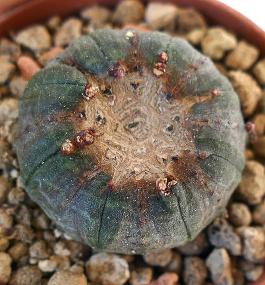 Euphorbia obesa MONSTRUOSUS APEX PMS1