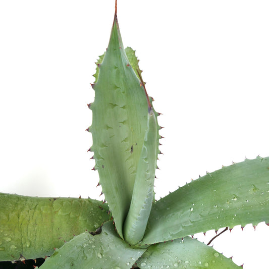 Agave F3 hybrid marmorata x eborispina x americana succulent with thick green leaves and sharp spines