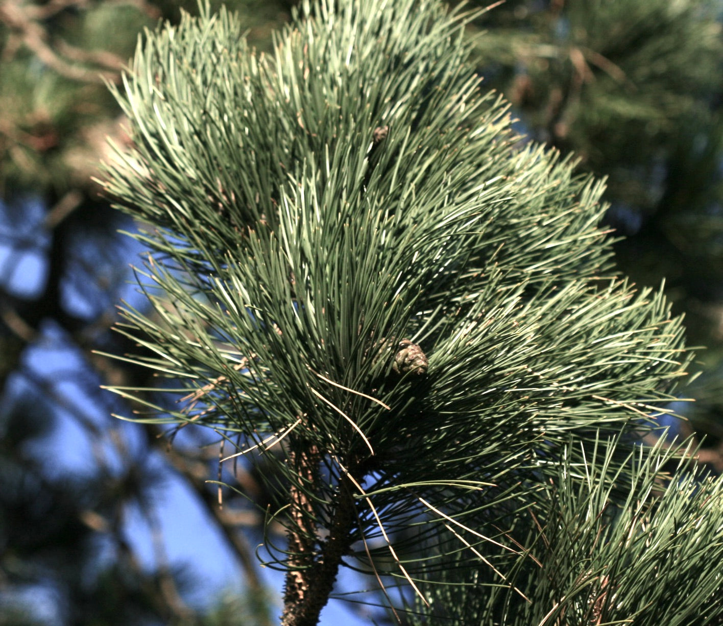 Pinus nigra dense green needle clusters on woody branch with blue sky background