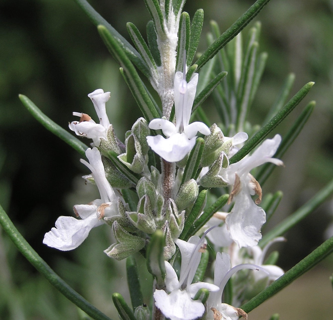 Rosmarinus officinalis erectus cv "alba" with slender green leaves and delicate white flowers