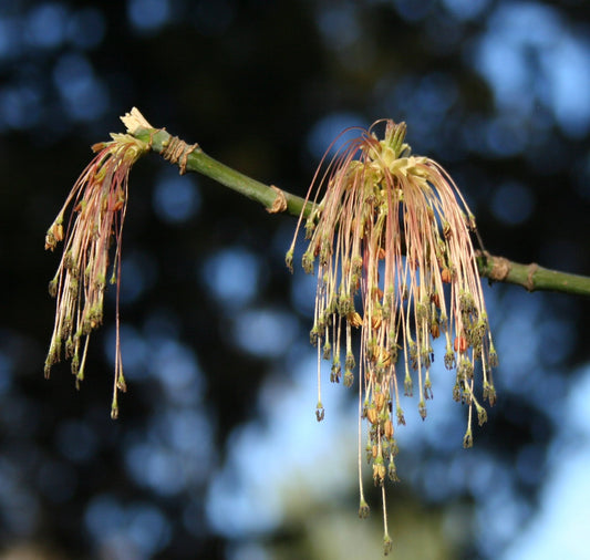 Celtis australis delicate hanging flowers with long pinkish stamens on green branch