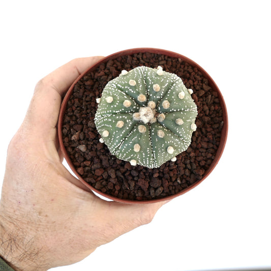 Astrophytum asterias cv OIBBO STAR-SHAPE MPS1 small round cactus with white dots and woolly areoles