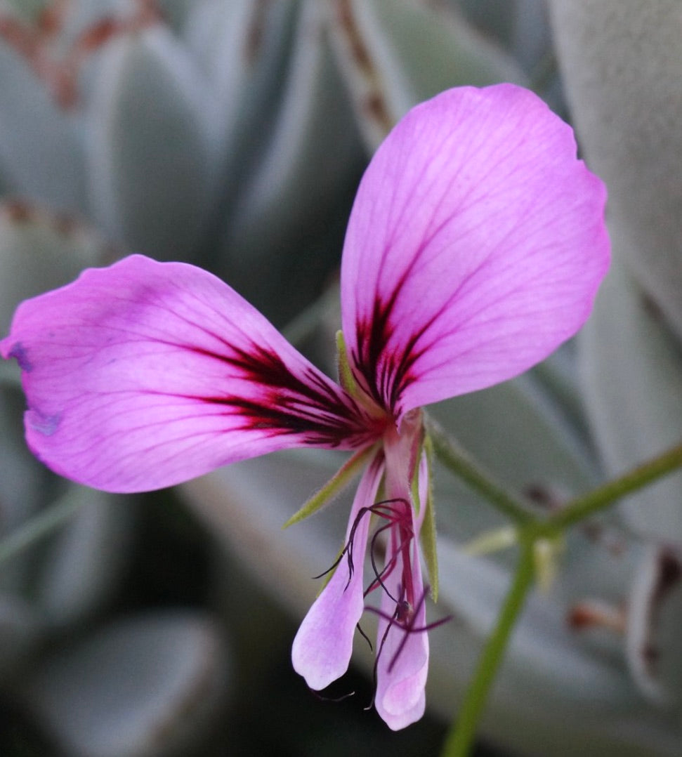 Pelargonium tetragonum delicate pink flower with dark veins and slender petals close-up