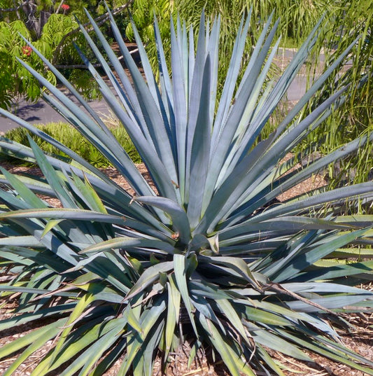 Agave tequilana 10-15cm