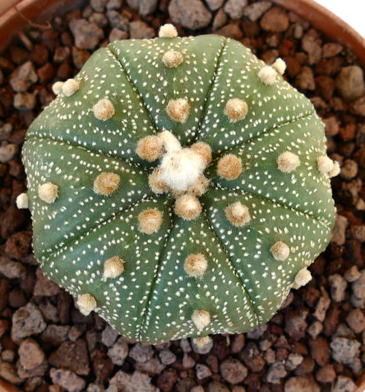 Astrophytum asterias round green cactus with white spots and fuzzy areoles succulent specimen