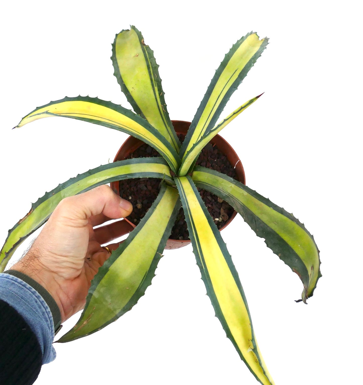 Agave americana MEDIOPICTA YELLOW VARIEGATED 40