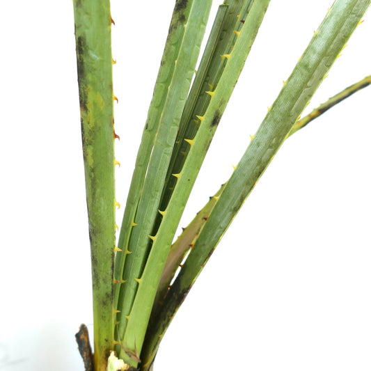 Dasylirion acrotrichum succulent plant with long green spiny leaves and ribbed texture