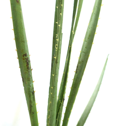 Dasylirion acrotrichum green spiky succulent stems with small yellow thorns close-up