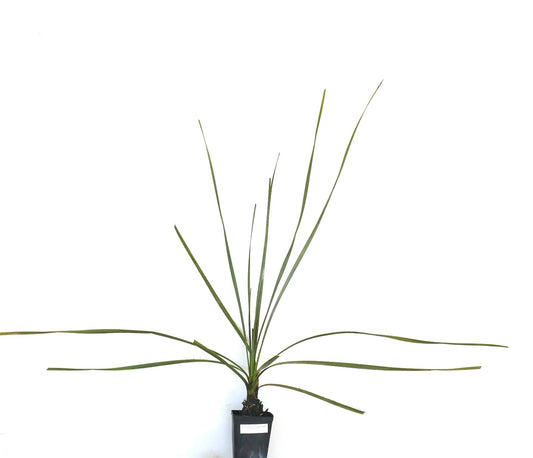 Dasylirion acrotrichum slender spiky succulent plant with long narrow leaves in black pot