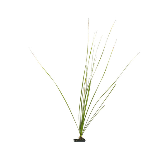 Dasylirion acrotrichum tall slender green succulent plant with narrow leaves in pot