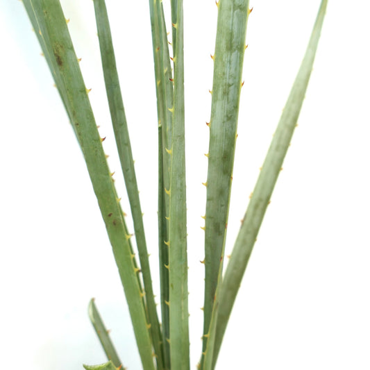 Dasylirion acrotrichum succulent plant with slender green spiny leaves and ribbed texture