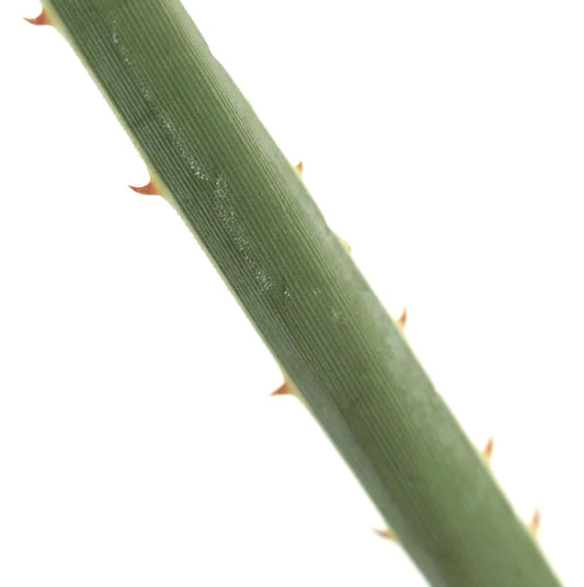 Dasylirion acrotrichum close-up of bluish green ribbed stem with small reddish spines