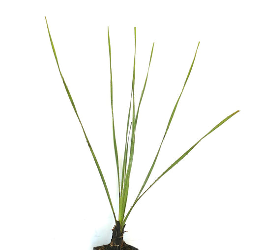 Dasylirion acrotrichum slender spiky succulent plant with long narrow green leaves and woody base
