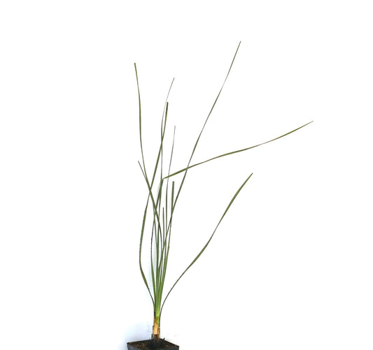 Dasylirion acrotrichum tall spiky succulent plant with thin green leaves in pot