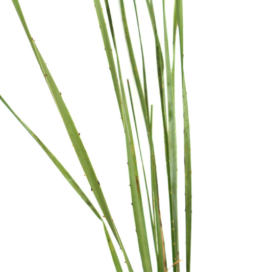 Dasylirion acrotrichum tall slender green spiny succulent plant stems close-up