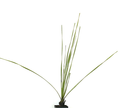 Dasylirion acrotrichum slender green leaves with spiny edges in small black pot succulent plant