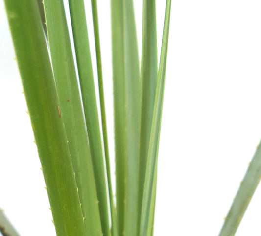 Dasylirion serratifolium succulent plant with long green serrated leaves close-up