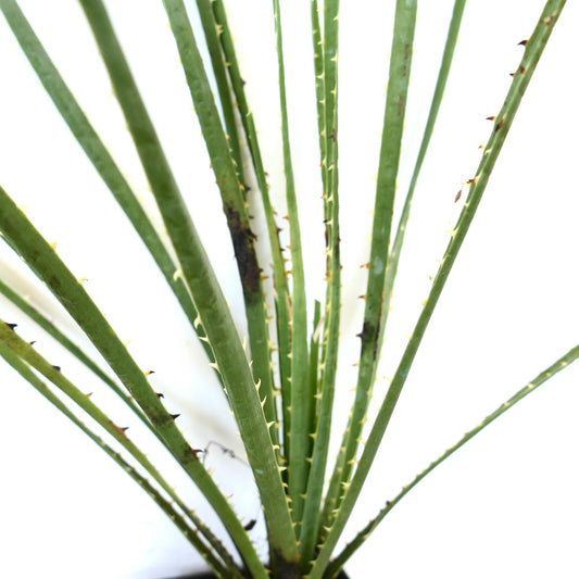 Dasylirion serratifolium succulent with long green spiny stems and narrow leaves