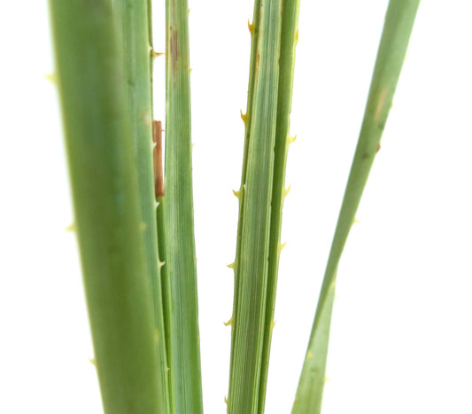 Dasylirion serratifolium close-up of green spiny succulent leaves with serrated edges