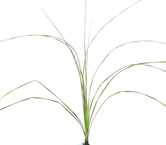 Dasylirion texanum slender green leaves with long arching thin blades succulent plant