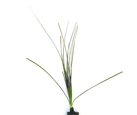 Dasylirion texanum tall slender green spiky desert plant specimen in pot