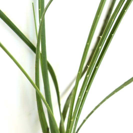Dasylirion wheeleri slender green leaves with small curved spines succulent plant close-up