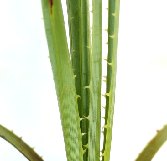 Dasylirion wheeleri close-up of green spiny succulent leaves with ribbed texture
