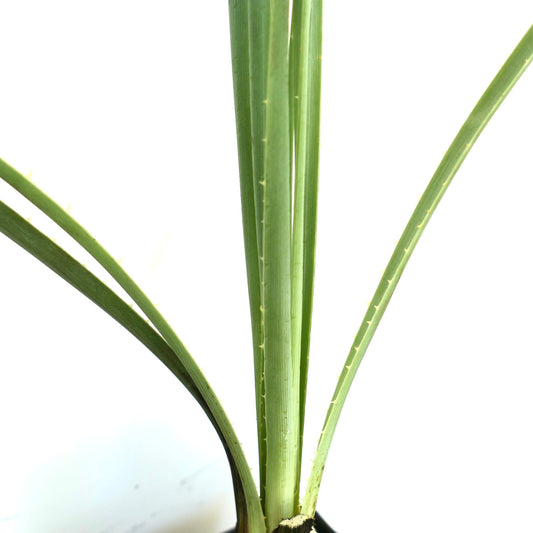 Dasylirion wheeleri succulent plant with long spiny green leaves in pot