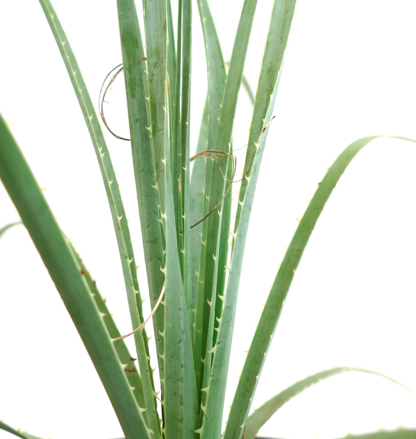 Dasylirion acrotichum var occidentalis pianta succulenta con foglie sottili, spinose e verde-bluastre