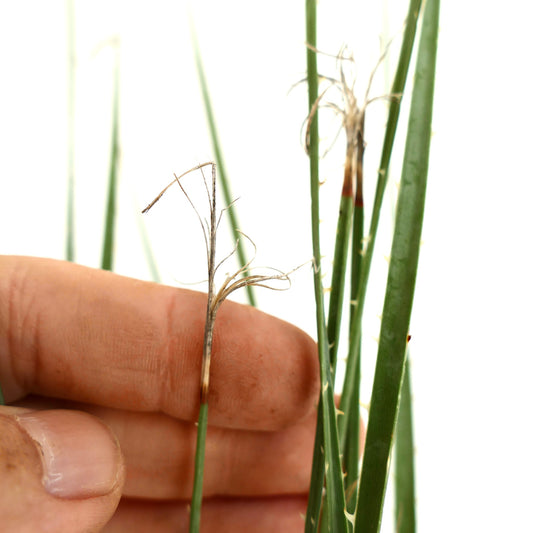 Dasylirion acrotichum var occcidentalis slender green stems with thin curling fibers and small spines
