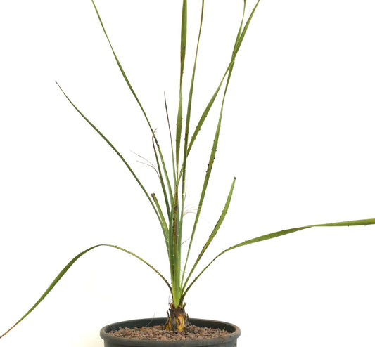 Dasylirion acrotrichum slender spiky succulent with long narrow green leaves in pot